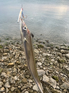 タチウオの釣果