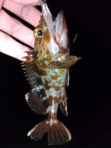 カサゴの釣果