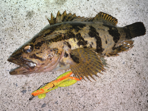 ベッコウゾイの釣果