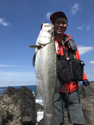 ヒラスズキの釣果