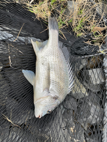 コチの釣果