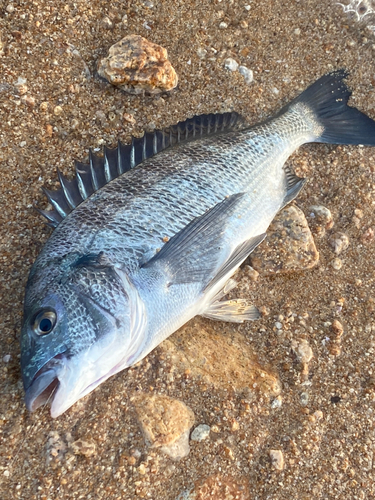 クロダイの釣果