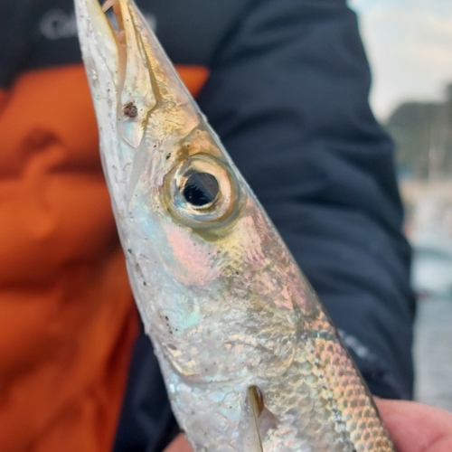 カマスの釣果