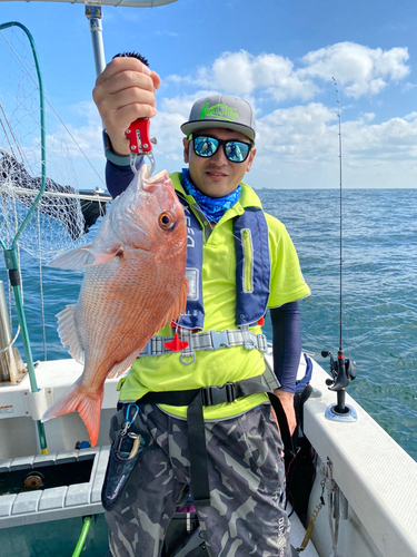 マダイの釣果