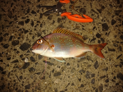 タイの釣果