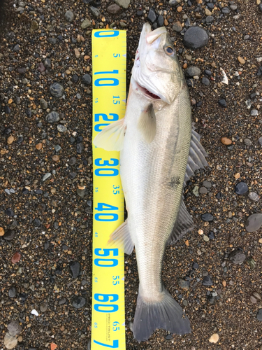 フッコ（マルスズキ）の釣果