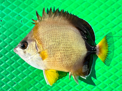 シラコダイの釣果