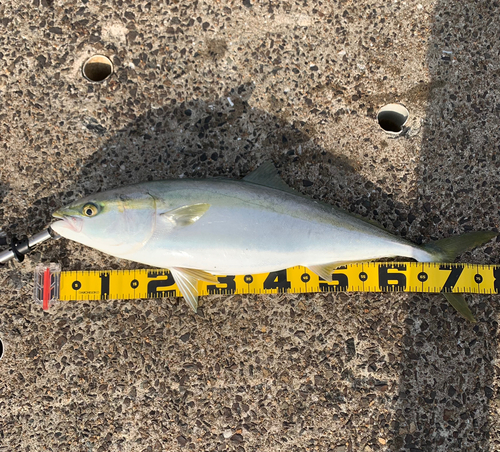 ブリの釣果