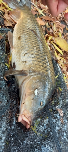 コイの釣果