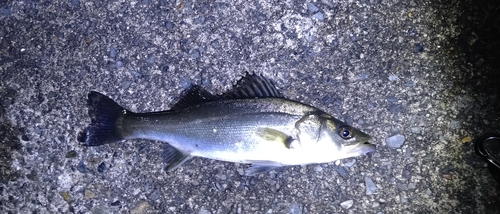 セイゴ（マルスズキ）の釣果