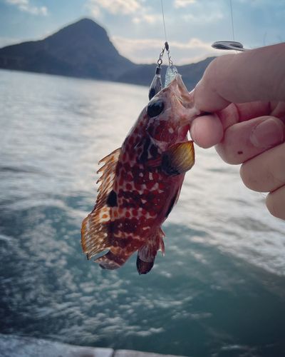 キジハタの釣果