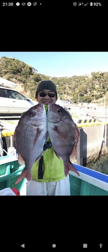 マダイの釣果