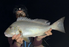 コロダイの釣果