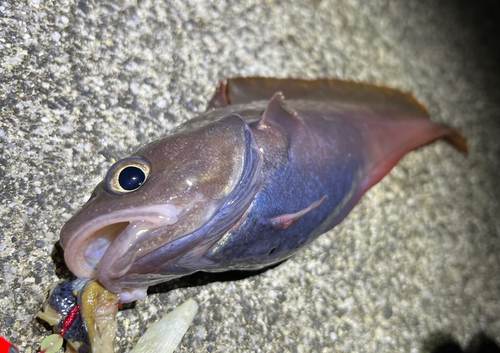 ドンコの釣果