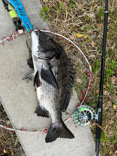 チヌの釣果