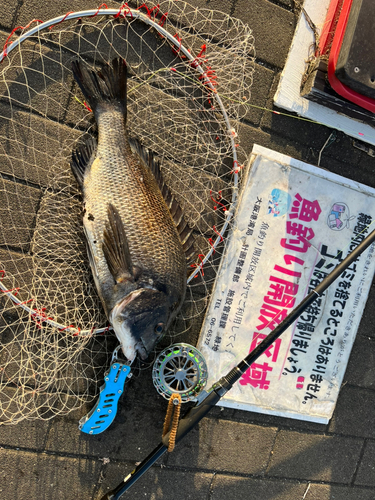 チヌの釣果