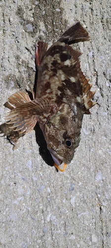 カサゴの釣果