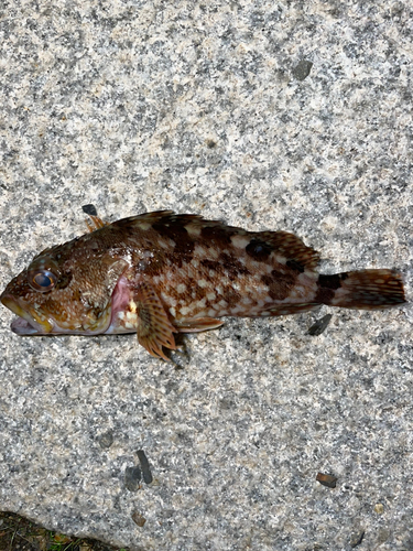 カサゴの釣果