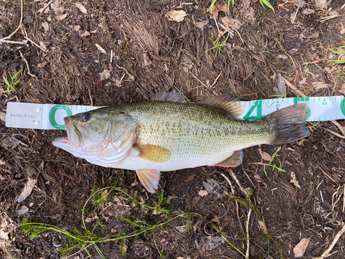 ブラックバスの釣果