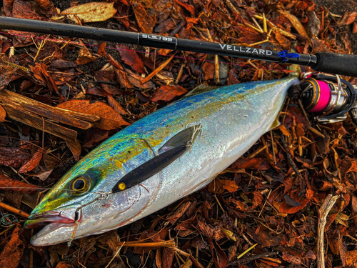 イナダの釣果