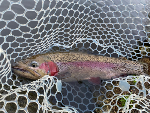 ニジマスの釣果