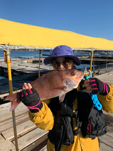 マダイの釣果