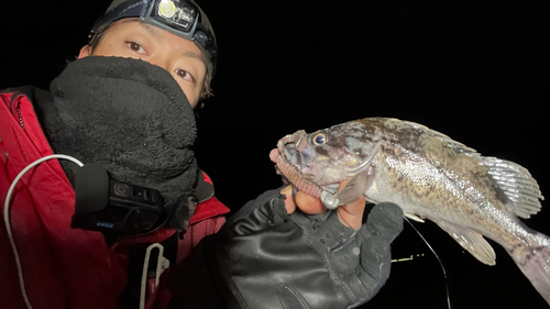 クロソイの釣果