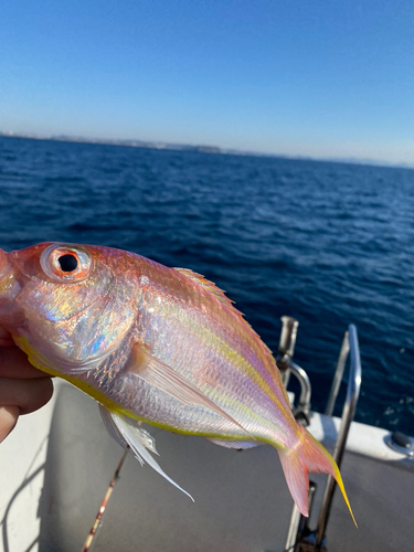 ソコイトヨリの釣果