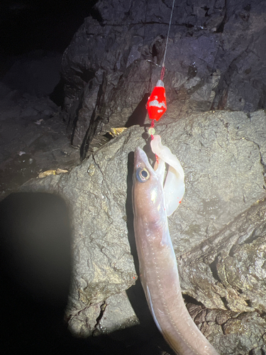 アナゴの釣果