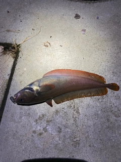 ドンコの釣果