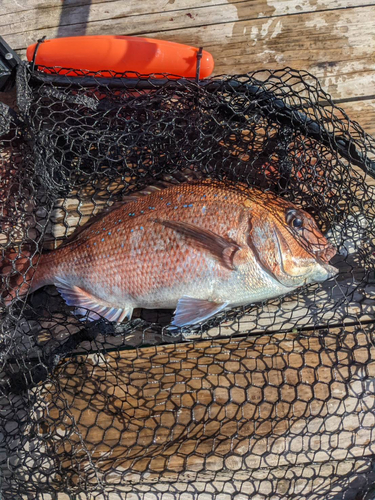 マダイの釣果