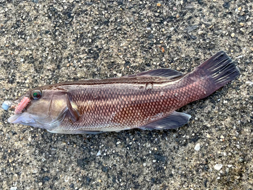 コブダイの釣果