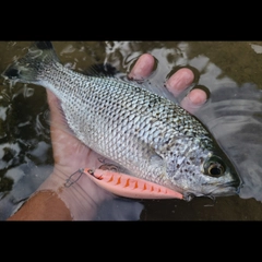 オオクチユゴイの釣果