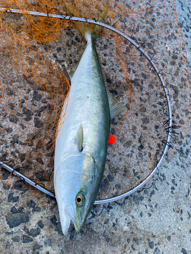 ハマチの釣果