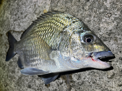 ナンヨウチヌの釣果