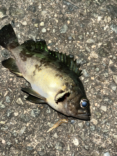 クロメバルの釣果