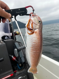 シロアマダイの釣果