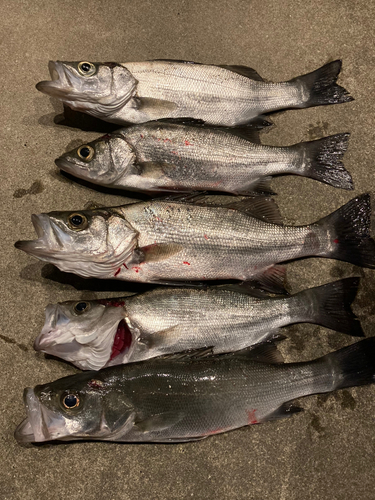 セイゴ（マルスズキ）の釣果