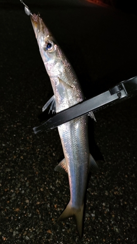 カマスの釣果