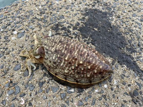 コウイカの釣果