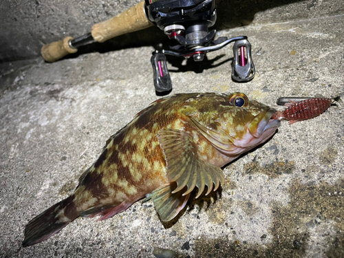 カサゴの釣果