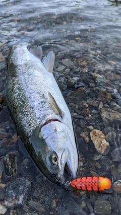 ニジマスの釣果