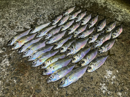 アジの釣果