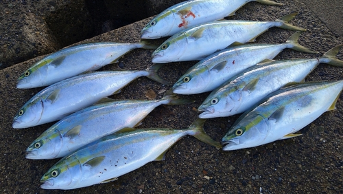 イナダの釣果