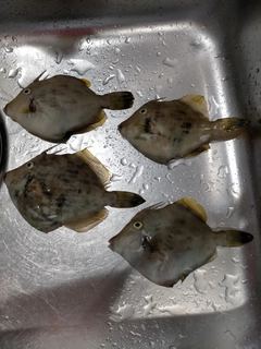 カワハギの釣果