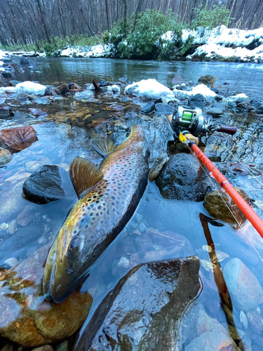 ブラウントラウトの釣果