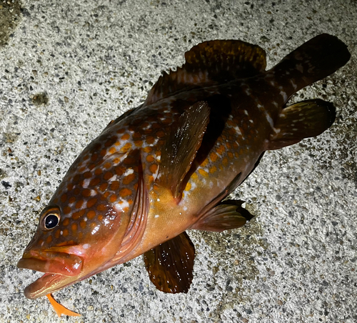 キジハタの釣果