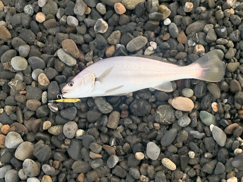 ニベの釣果