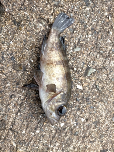 シロメバルの釣果