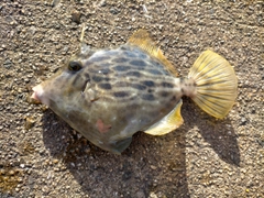 カワハギの釣果